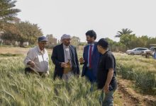 Field Day launched in Marib to promote locally improved wheat seeds.