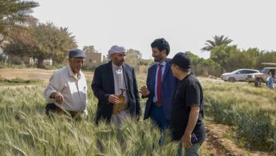 Field Day launched in Marib to promote locally improved wheat seeds.