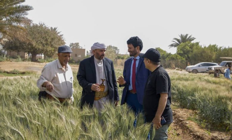 Field Day launched in Marib to promote locally improved wheat seeds.