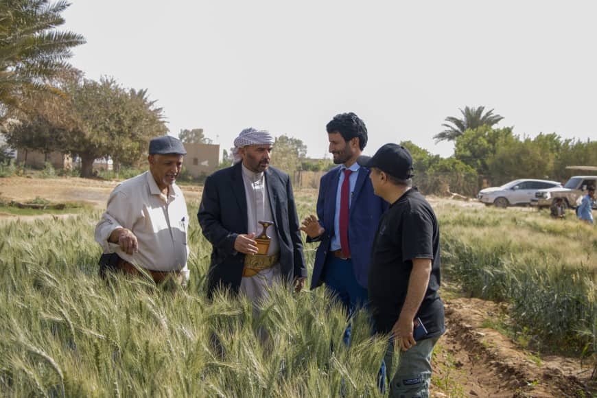 Field Day launched in Marib to promote locally improved wheat seeds.